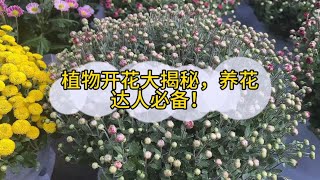 植物为何要开花如何才能让其多开花 [upl. by Daniell]