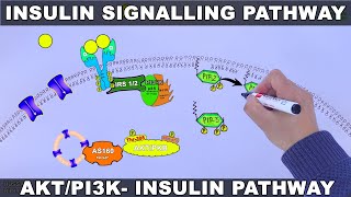 Insulin Signalling Pathway  AKTPI3k Signalling Pathway [upl. by Hsemar]