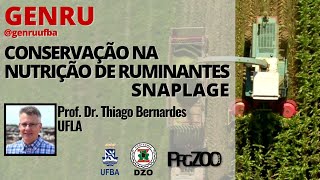 Conservação na nutrição de ruminantes  Snaplage  Thiago BernardesUFLA  REUNIÃO SEMANAL 27 [upl. by Alius]