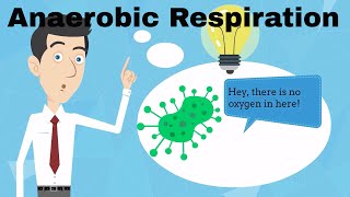 Anaerobic Respiration Fermentation [upl. by Aerdnac574]