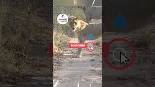 Honey Badger vs Lion Epic Fight [upl. by Langham]