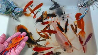 catch colorful fish koi fish ornamental fish and millions of other animals [upl. by Llertnom480]