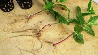 BEST Method to Propagate Plants  Growing Plants from Cuttings [upl. by Brunhilde571]