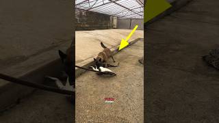 Crocodile attack on dog shortsvideo [upl. by Trumaine]