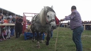 Concurs cu cai de tractiune  Sectiunea simplu  Baia Mare Maramures 7 oct 2017 [upl. by Okun]