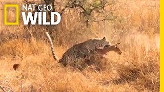 Can You Spot This Leopard Before Its Prey Does  Nat Geo Wild [upl. by Omland]