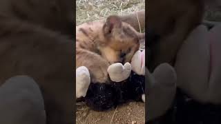 Rescued mountain lion battles King Kong stuffed animal [upl. by Benn]