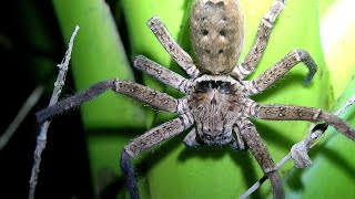 Australian Brown Huntsman Spider on bromeliad plant at night grooming itself  Heteropoda jugulans [upl. by Ayyn648]