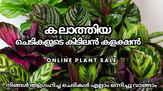 Calathea Plant ഓൺലൈൻ സെയിൽ onlineplantsale iamilhan [upl. by Isawk]