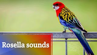 Rosella sounds [upl. by Schober]