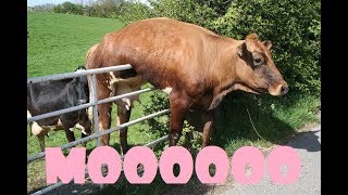 Cows Being Funny Compilation COWS ARE AWESOME [upl. by Rdnaskela]