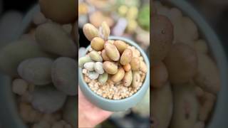 Pachyphytum… pachyphytum succulent succulents succulentvarieties chubbysucculents [upl. by Anhavas]