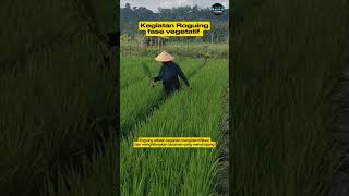 Kegiatan roguing pada fase vegetatif padi produsenbenih vub benihunggul [upl. by Sharla]