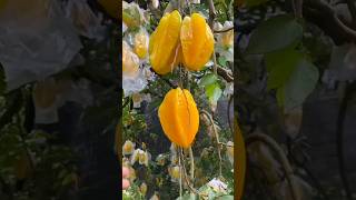 Averrhoa carambola Linn ll Chinese gooseberry ll Carambola fruit [upl. by Sylera231]