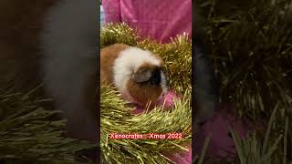 Xenocrates shortsfeed share christmas guineapig cavy discoverunder10k bekind teddy fypage [upl. by Oswell403]