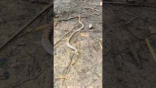 Snake in abounded yeard Its an cobra vanu rescue animalrescue tiktok 003 [upl. by Sadiras]