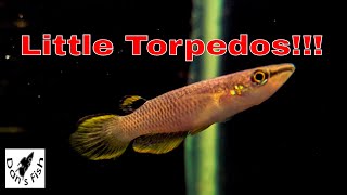 Aplocheilus panchax OrangeGreat Surface Dwelling Killifish [upl. by Leatrice]