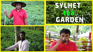 Sylhet tea garden [upl. by Nosna540]