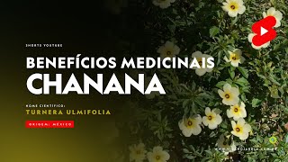 Benefícios medicinais da Chanana [upl. by Aelyak]