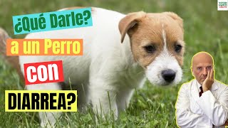 💖 ¿QUE DARLE A UN PERRO CON DIARREA 💖 [upl. by Nevaed371]