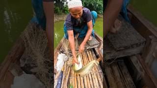 Big Boyal Fish Catch By Net fish fishingvideo bigfish fishing [upl. by Ventura]