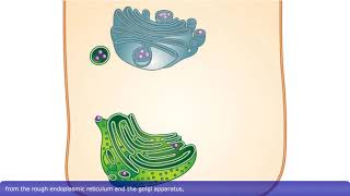 Detailed Animation on Exocytosis [upl. by Flavian]