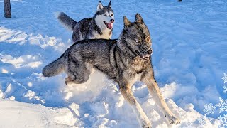 My Siberian Husky Goes CRAZY Playing in DEEP Snow [upl. by Ellahcim345]