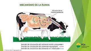 Sistema Digestivo Rumia [upl. by Frederik]