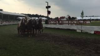 Haflinger Quadriga  Neuer Bahnrekord bei Titanen der Rennbahn 2016 [upl. by Enilamme885]