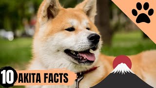 Akita Dog Breed  10 Facts and Personality Traits [upl. by Tierney373]