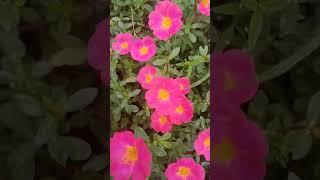 Purslane flower plant  Purslane plant care shortvideo [upl. by Cookie]