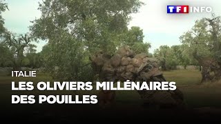 Italie  les oliviers millénaires des Pouilles [upl. by Allehcim]