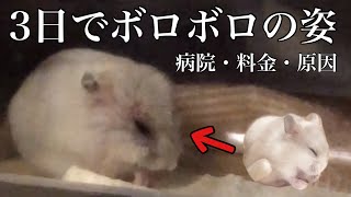 ②ハムスターが突然鳴いてお迎え3日目で病院に行く日。診察や病院代と原因。その後の経過。 [upl. by Kcirej]