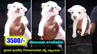 top quality Pomeranian puppy for sale in telugu74161 88128 aj pets [upl. by Anyar]