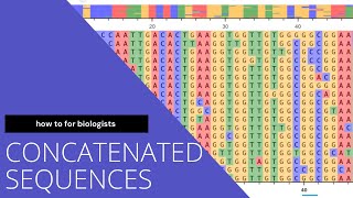 Concatenate sequences in MEGA X [upl. by Enined]