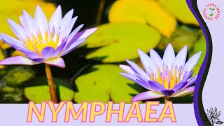 NYMPHAEA Information and Growing Tips Nymphaea nouchali [upl. by Yonina]