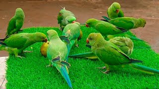 Green Parrot Sounds Videos Compilation  Parrot Ki Awaaz  Parrot Voice Tanishu Singh Miniature [upl. by Tenaej985]