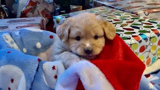 Puppies 1st Christmas photo shoot Cedar rockymountaintollers [upl. by Sirraj]