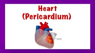 Heart Pericardium Thorax [upl. by Ania969]