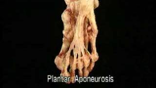 Aclands DVD Atlas of Human Anatomy DVD 2 The Lower Extremity [upl. by Llennhoj166]