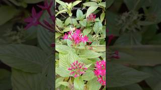 Pentas lanceolata❤️💕 youtube love youtubeshorts garden flowergarden nature ✨💫💖 [upl. by Janis101]