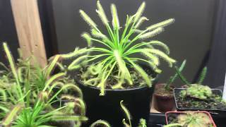 How to get your cape sundew to grow bigger than a plate [upl. by Enelyad]