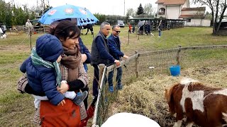 A Massarosa torna la fiera agrozootencica [upl. by Gena]