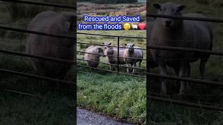 SHEEP❤️🐑 RESCUED AND SAVED From The FLOODS 🥲🥰❤️Shorts sheeplove emotional [upl. by Carmelle]