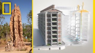 See How Termites Inspired a Building That Can Cool Itself  Decoder [upl. by Nnek]