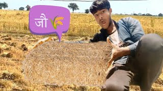 MY QUEEN  SONG  जौ 🌾  WORK TIME  2 HOUR WORKING  worktime viral farming [upl. by Crystie]