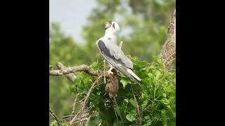 黑翅鳶吃老鼠3（Elanus caeruleus） birds [upl. by Sirkin814]