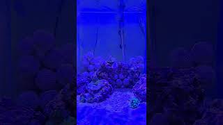 Finally got the 40 stocked up with Corals reef aquarium reeflife reefworld zoanthids coral [upl. by Matelda]