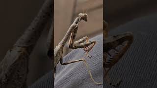 The Death dealer bug prayingmantis fall outdoors [upl. by Anyala]