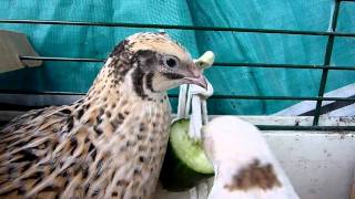 quail eating cucumber n loving it [upl. by Annaul]